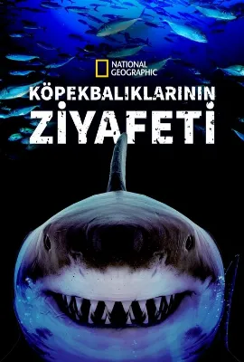 Köpekbalıklarının Ziyafeti